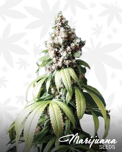 Double Kush