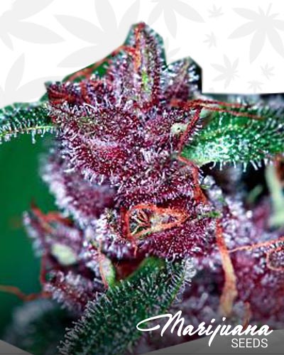 Double Purple Bubba Diesel
