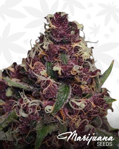 Double Purple Kush