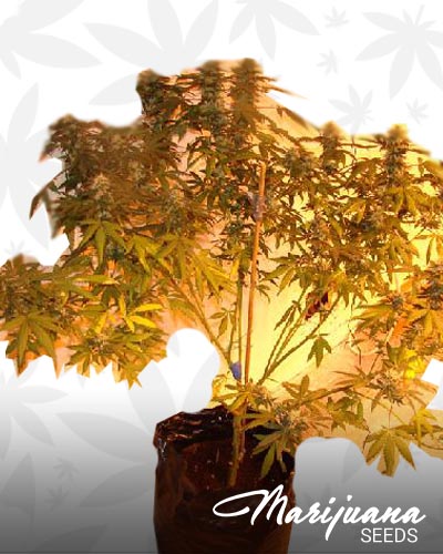 Double Purple OG Kush