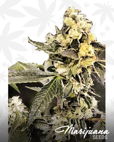Double Sour Diesel