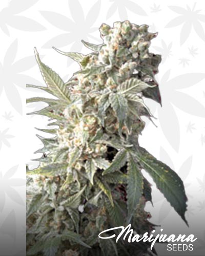Double Zamal x Auto AK47