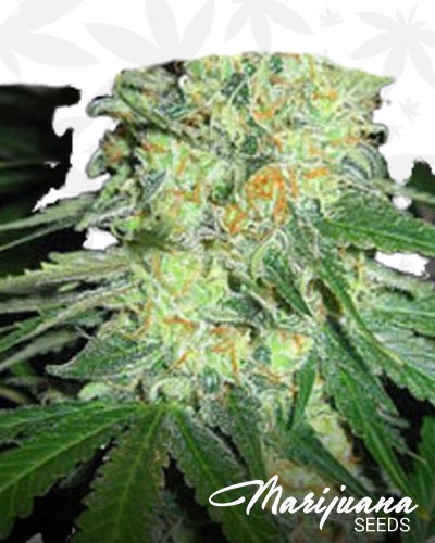 DoubleBubbleBerry