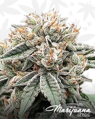Dr Bubba Kush