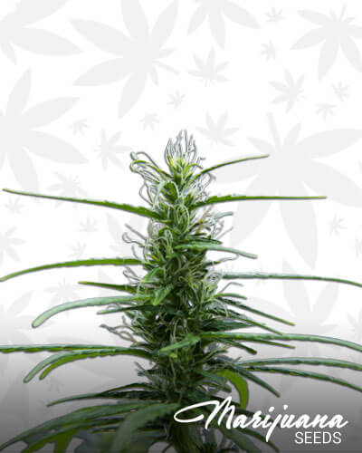 Dr Tao Sativa