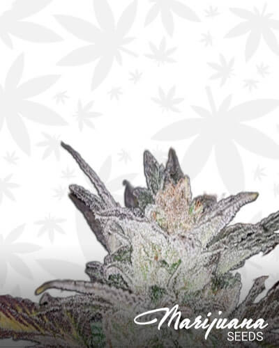 Dr Weedman
