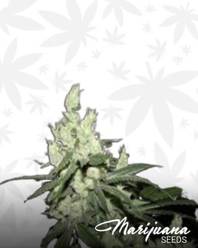 Dragon Chem