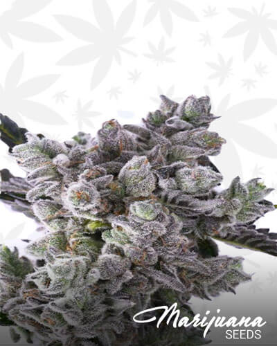Dragonsbreath