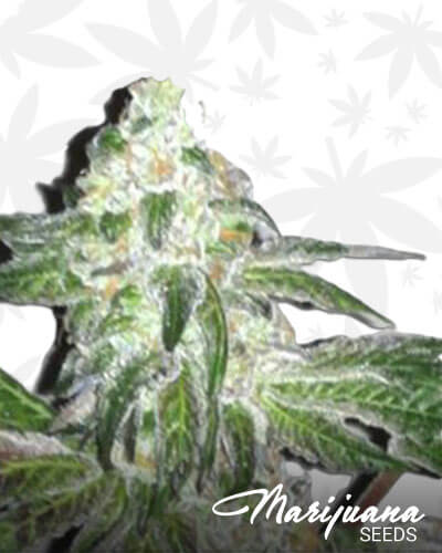 Dragonslayer Strain