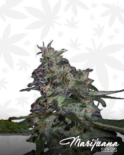 Dready Berry