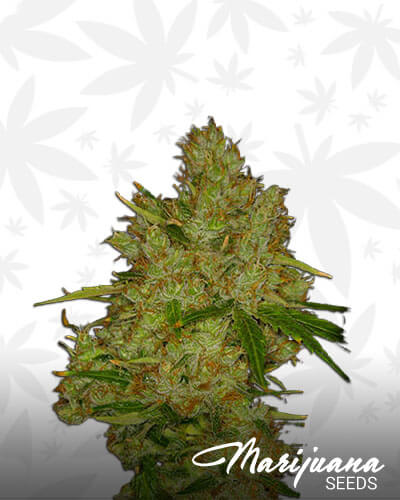Dready Skunk