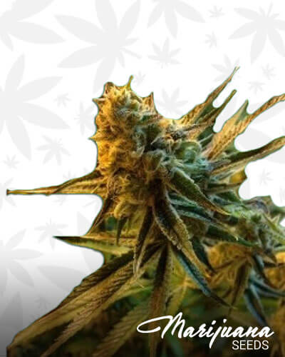 Dream Cookie Glue