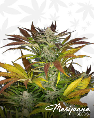 Dreamin OG