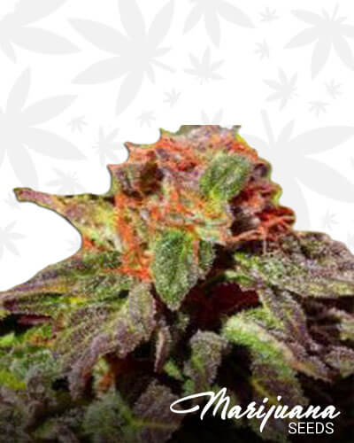 Drive By Kush
