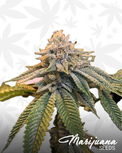 Dubb Breath
