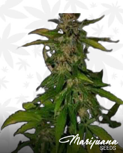 Dubble D