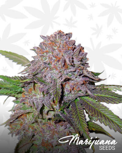 Durango OG
