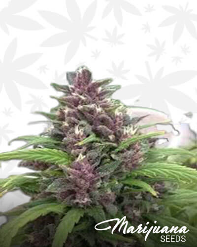 Durban Chitral Hybrid