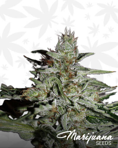 Durban Ghost
