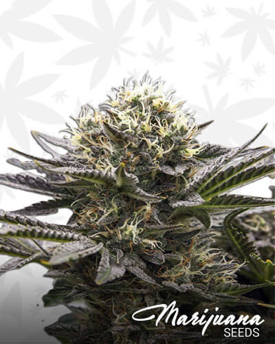 Durban Poison Amazing Special