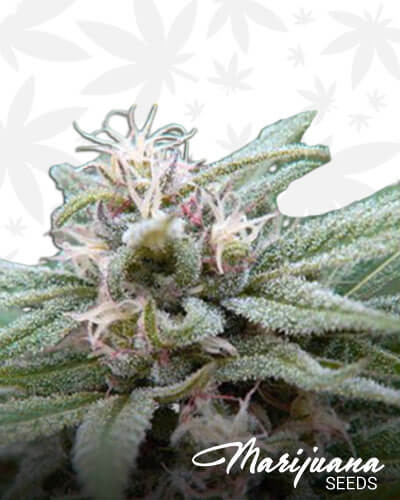 Durban Poison IBL