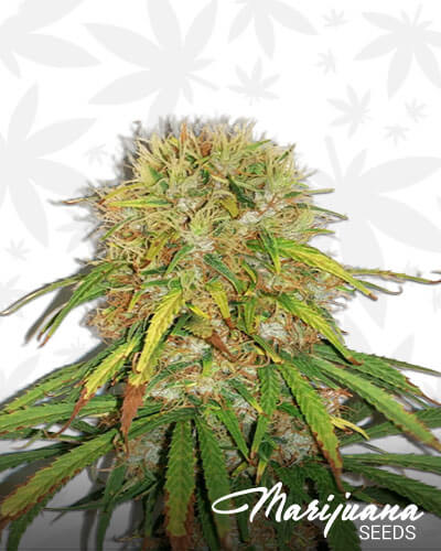 Durban Punch