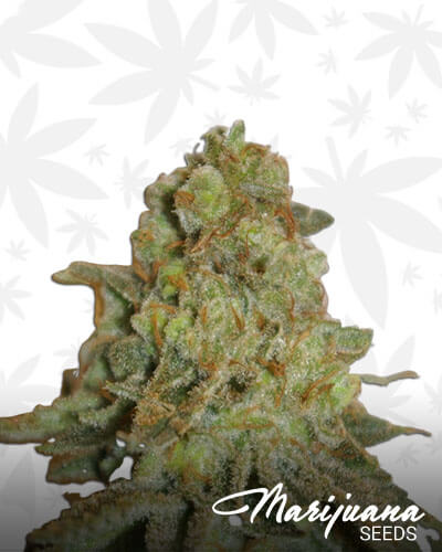Durban Special