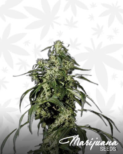 Durban Thai Highflyer