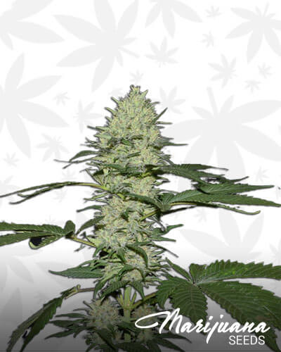 Dutch Amnesia Haze