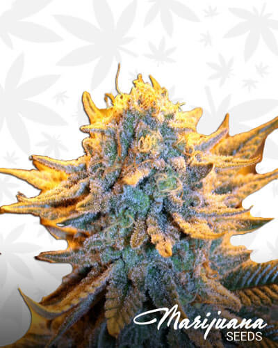 Dutch Automatic
