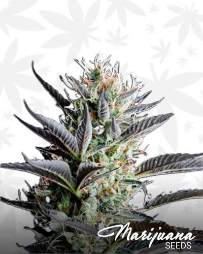 Dutch Blue Automatic