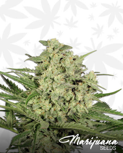 Dutch Cheese