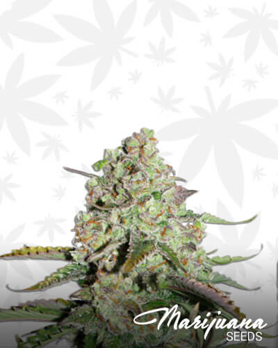 Dutch Cookies