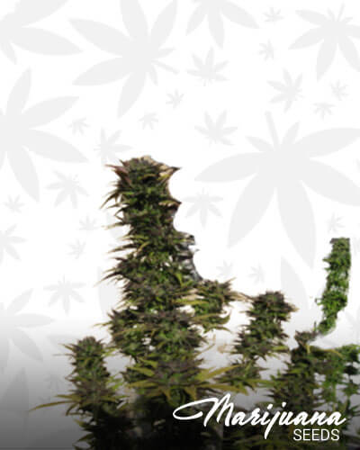Dutch Passion Blueberry x Berry Indica IBL