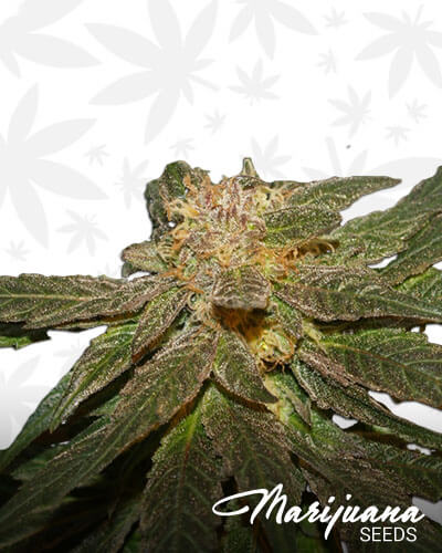 Dutch Skunk