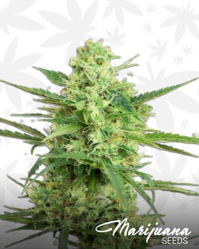 Dutchfem Special