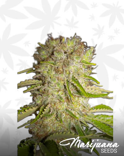 Dutchmens Royal Orange