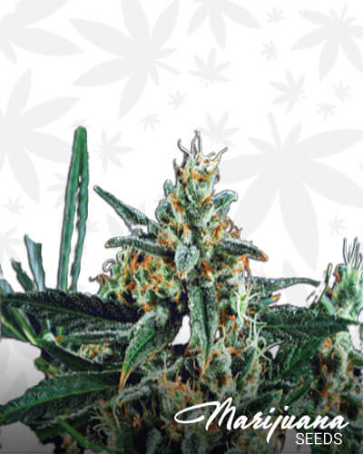 Dwarf Auto