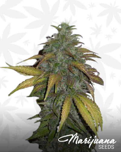 Dynamite Diesel