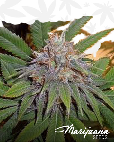 Early Bubba Kush