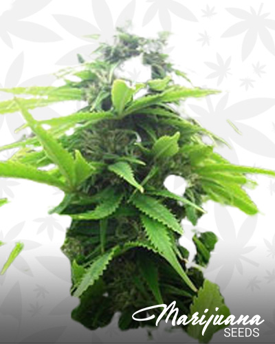 Early Guerrilla Skunk