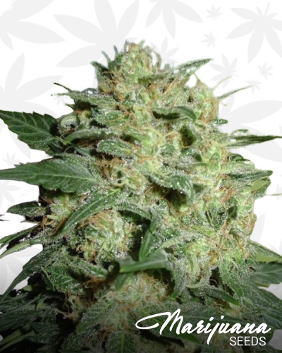 Early Pearl x Northern Light