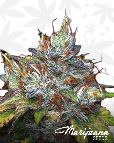 Early Purple Kush