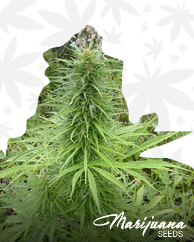 Early Sativa