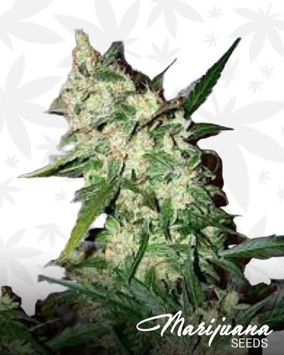 Early Skunk x Afghan Haze