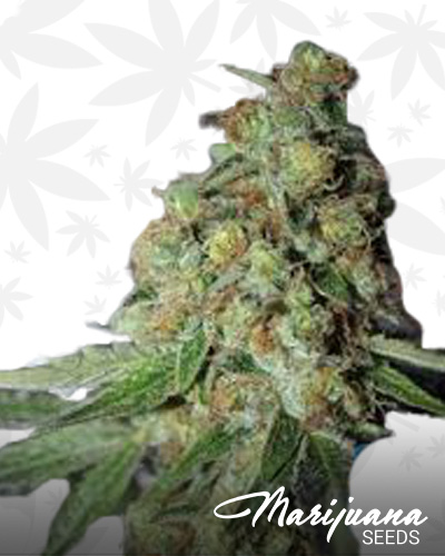 East Coast Cookies