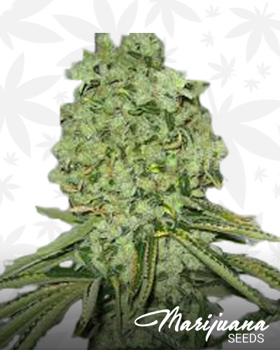 East Coast Sour Diesel Haze