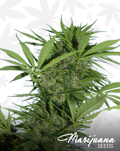 Easy Sativa