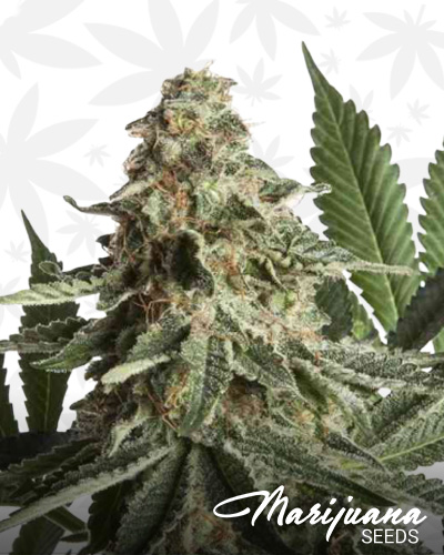 Ed R. Super Bud