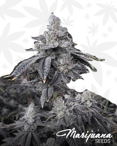 Electric Gorilla Butter